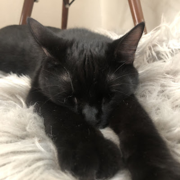 Meet your Posher, Brady - Picture 1 of 1